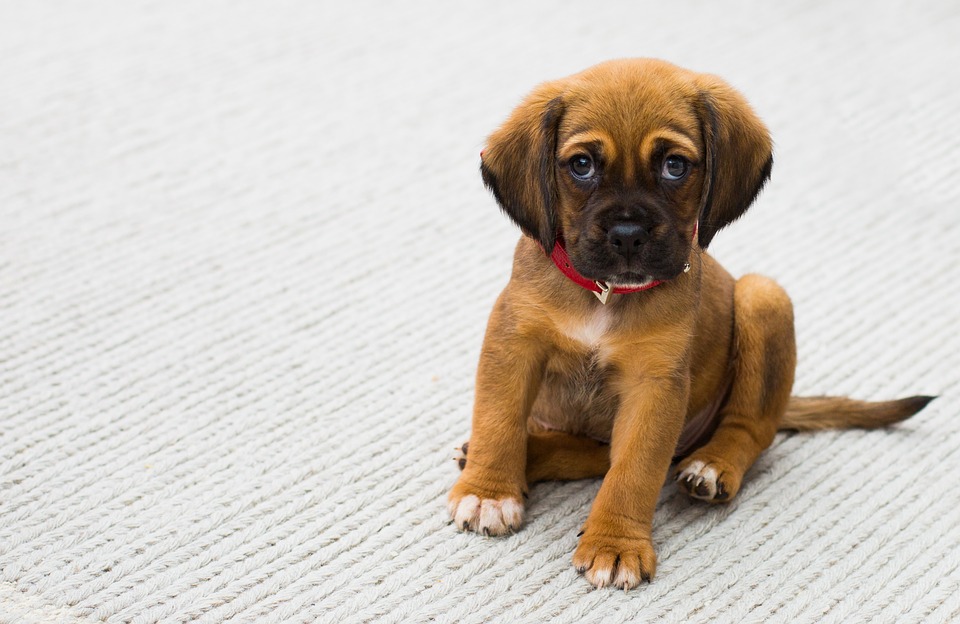 Hund der ser meget uskyldig ud